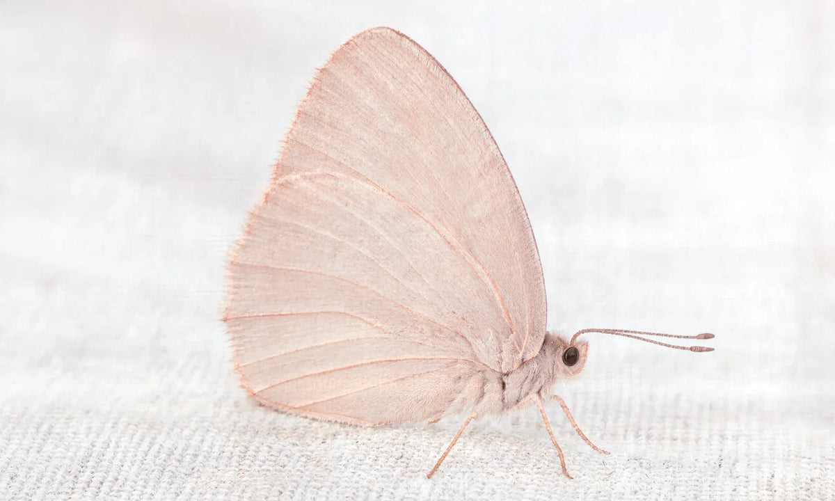 A pale pink butterfly at rest on white linen, wings closed, the Underwing tone